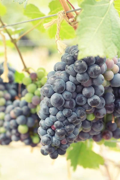 Fresh grapes in the vineyard. — Stock Photo, Image