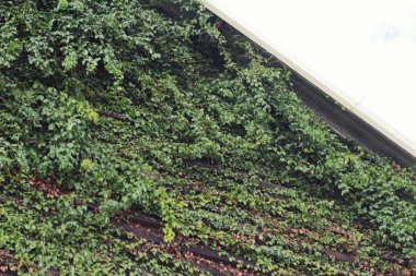 Güzel yeşil asma duvarım.