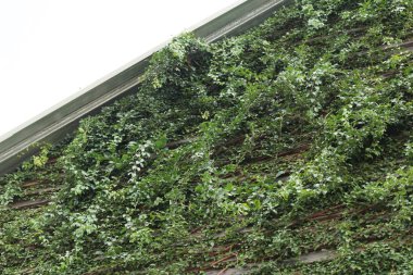 Güzel yeşil asma duvarım.