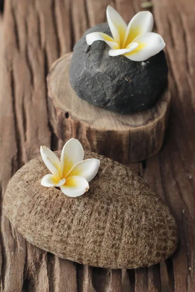 Квітка сливи з красивою на скелі — стокове фото