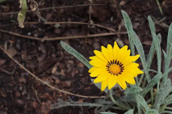 Fiore margherita giallo in natura . — Foto Stock