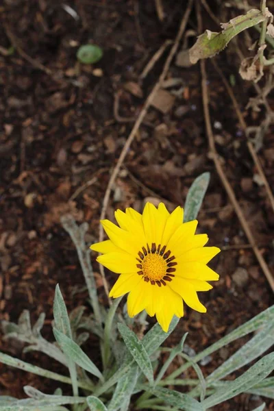 Žlutá sedmikráska květ v přírodě. — Stock fotografie