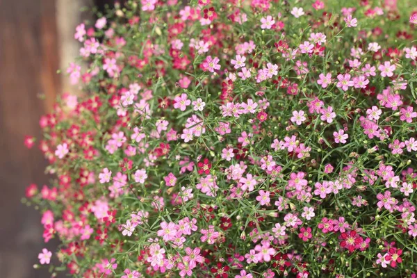 Pembe gypsophila çiçek doğada güzel.