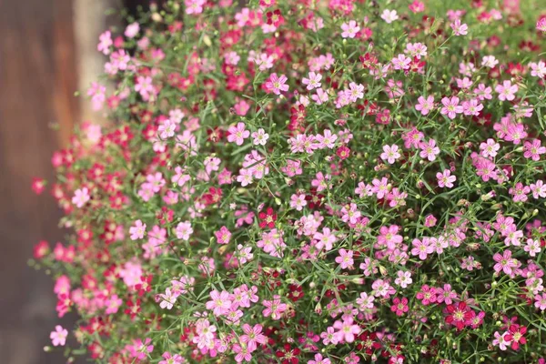 Pink gypsophila flower beautiful in the nature. — Stock Photo, Image