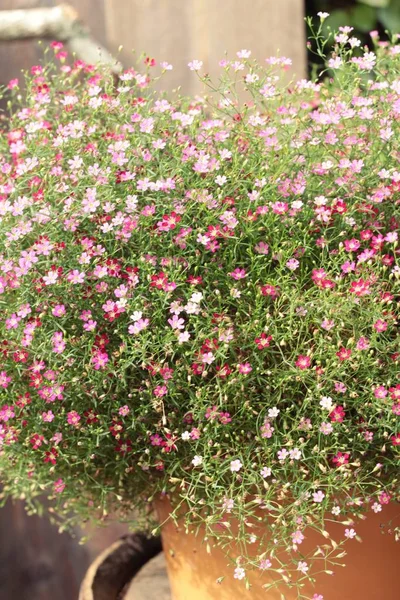Pink gypsophila flower beautiful in the nature. — Stock Photo, Image