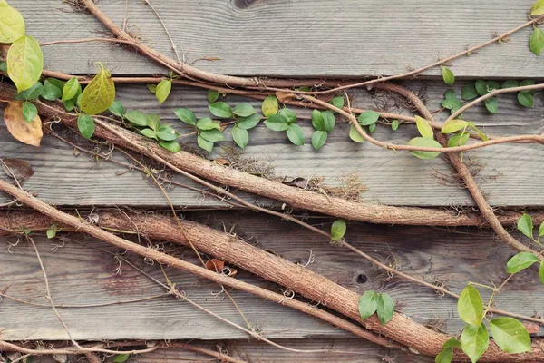 Krásné zelené révy je u zdi. — Stock fotografie
