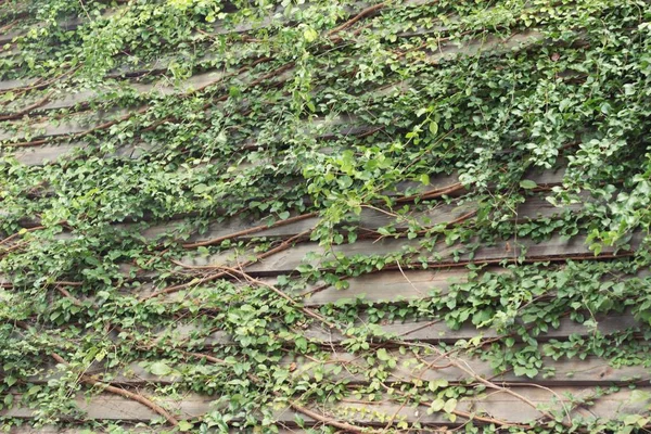 Beautiful green vine is beside the wall. — Stock Photo, Image