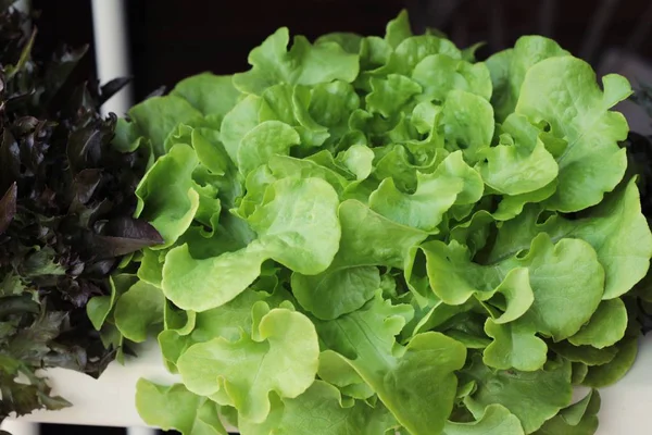 Свіжий салат гідропоніка для здоров'я в саду . — стокове фото