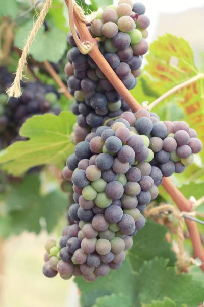 Raisins frais dans le vignoble . — Photo
