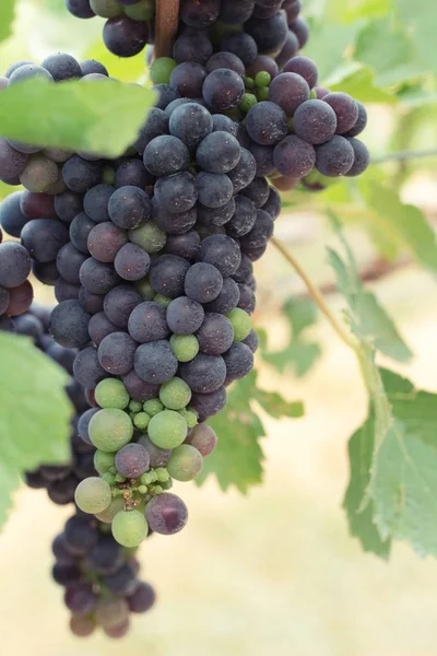 Uvas frescas en el viñedo . —  Fotos de Stock