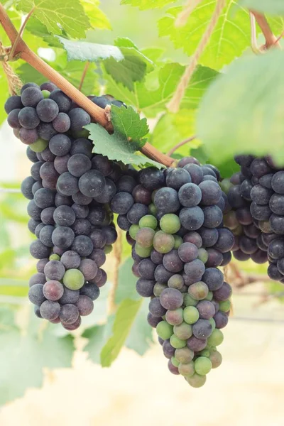 Fresh grapes in the vineyard. — Stock Photo, Image