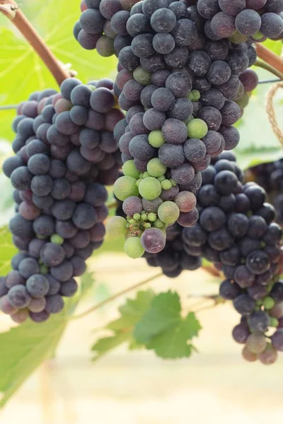 Raisins frais dans le vignoble . — Photo