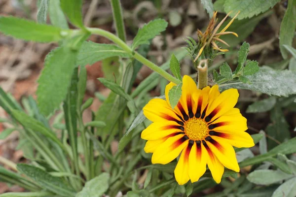 Flor de margarita amarilla en naturaleza . — Foto de Stock