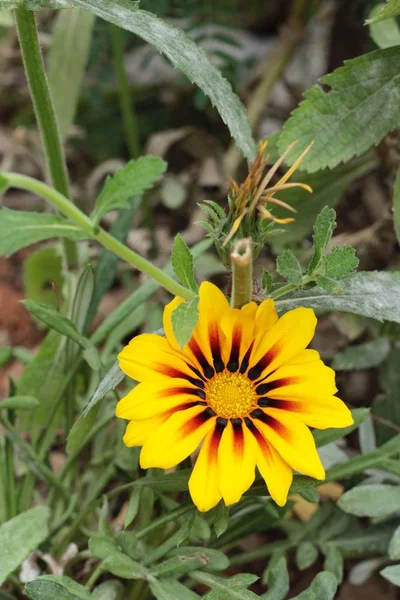 Gul prästkrage blomma i naturen. — Stockfoto