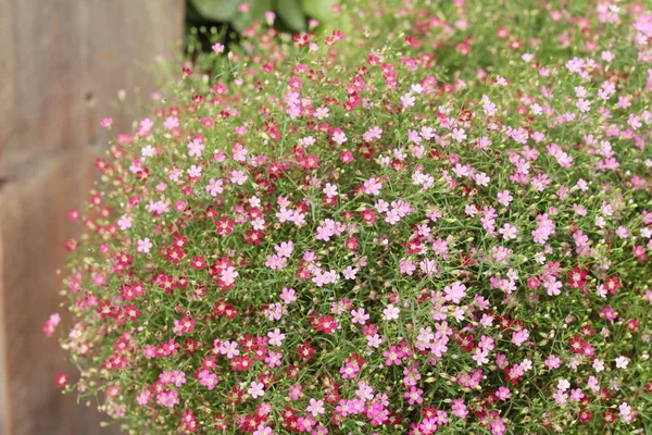 Pembe gypsophila çiçek doğada güzel.