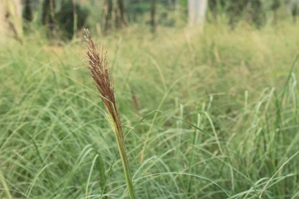 Gras bloemen in de natuur. — Stockfoto