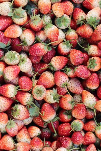 Fragola fresca mucchio un sacco di delizioso — Foto Stock