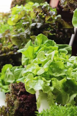 taze lettue hydroponics bahçe içinde sağlık için.