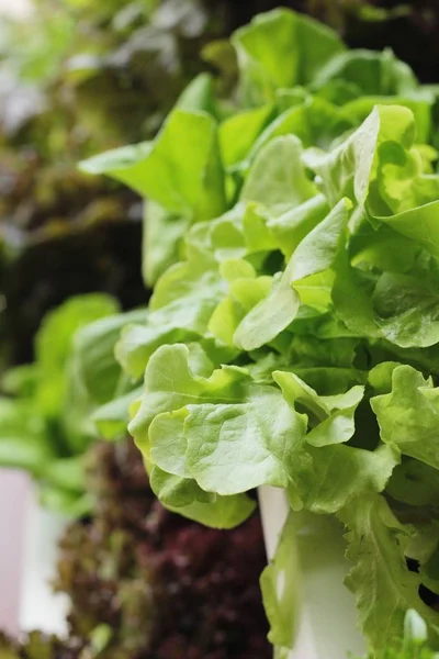Verse lettue hydrocultuur voor helth in tuin. — Stockfoto