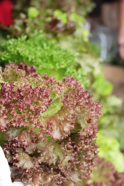 Färska lettue hydroponics för helth i trädgården. — Stockfoto