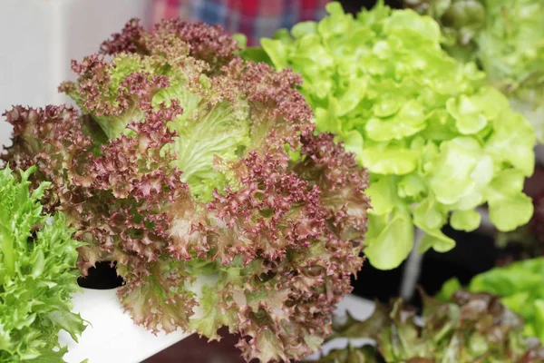 Färska lettue hydroponics för helth i trädgården. — Stockfoto