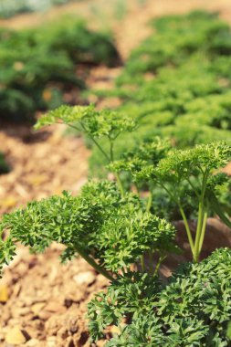 Bahçedeki ağaçlar üzerinde yeşil maydanoz
