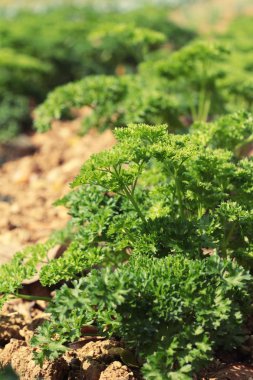 Bahçedeki ağaçlar üzerinde yeşil maydanoz