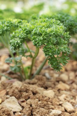 Bahçedeki ağaçlar üzerinde yeşil maydanoz