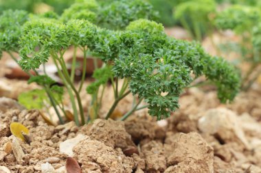 Bahçedeki ağaçlar üzerinde yeşil maydanoz