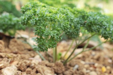 Bahçedeki ağaçlar üzerinde yeşil maydanoz