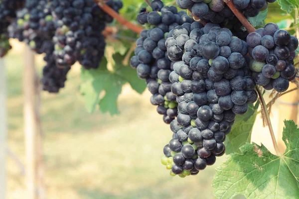 Uvas frescas en el viñedo . — Foto de Stock