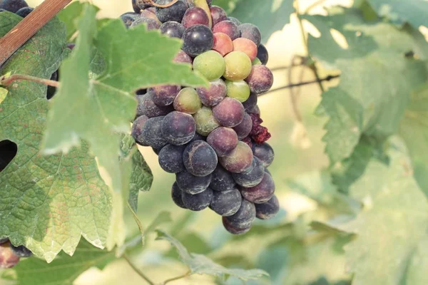 Raisins frais dans le vignoble . — Photo