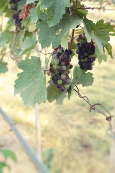 Uvas frescas na vinha . — Fotografia de Stock