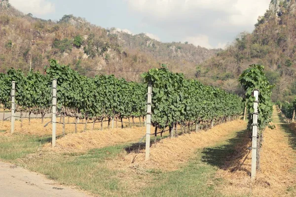 Raisins frais dans le vignoble . — Photo