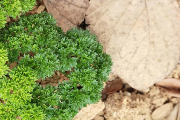 Peterselie groen op bomen in de tuin — Stockfoto