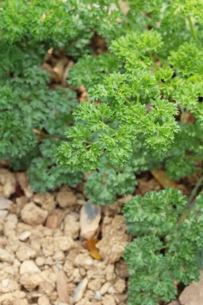 Prezzemolo verde sugli alberi in giardino — Foto Stock