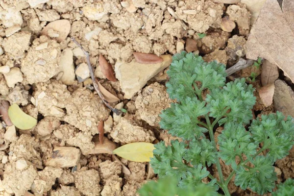 Petersiliengrün auf Bäumen im Garten — Stockfoto