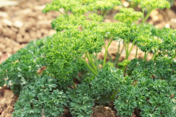 Bahçedeki ağaçlar üzerinde yeşil maydanoz — Stok fotoğraf