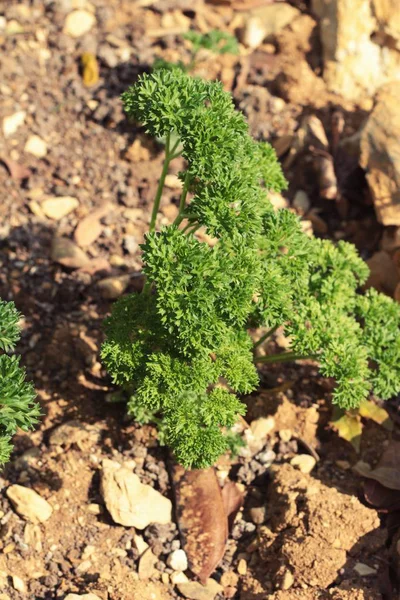 Peterselie groen op bomen in de tuin — Stockfoto