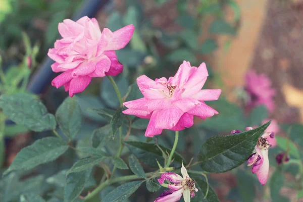 Rosas rosadas es hermoso en el jardín — Foto de Stock