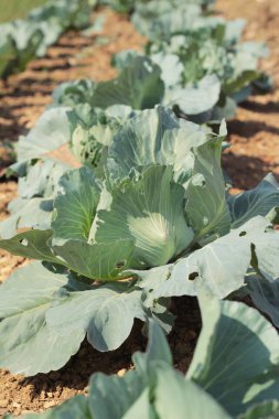 Bahçedeki baş lahana