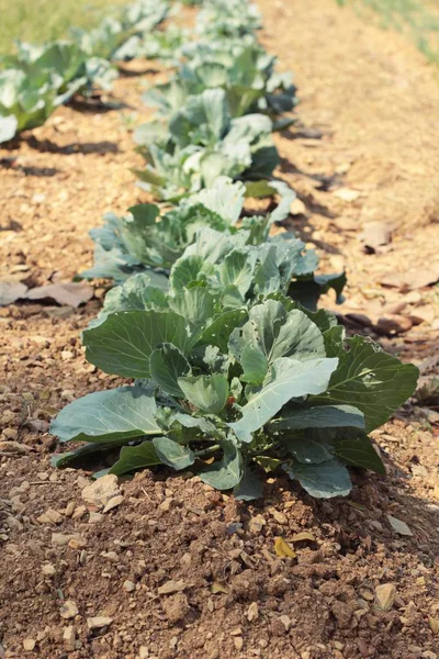 Kohlkopf im Garten — Stockfoto