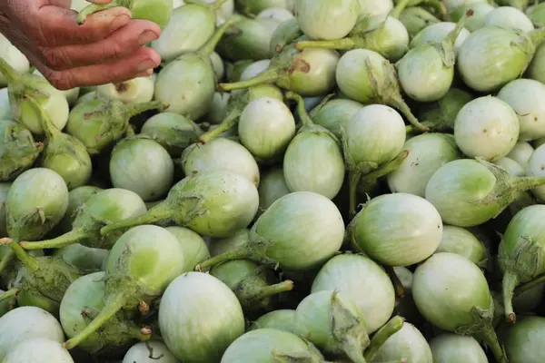 Aubergines fraîches sur le marché . — Photo