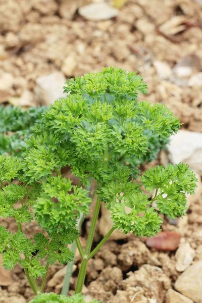 Perejil verde en los árboles en el jardín . — Foto de Stock