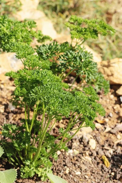 Peterselie groen op bomen in de tuin. — Stockfoto