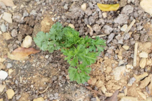 Salsa verde em árvores no jardim . — Fotografia de Stock