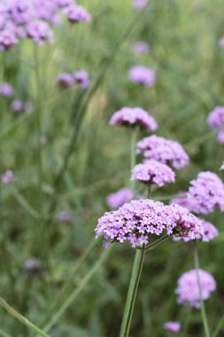 Mor çiçek bahçesinde güzelliktir.