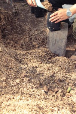 İşçiler fidan dikti.