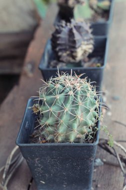 Güzel küçük tencerede kaktüs.