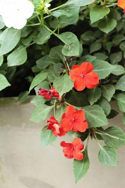 Flor roja es la belleza en el jardín . — Foto de Stock